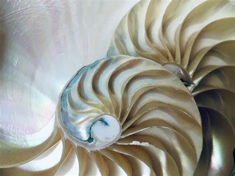 nautilus shell pictures|images of actual nautilus shells.